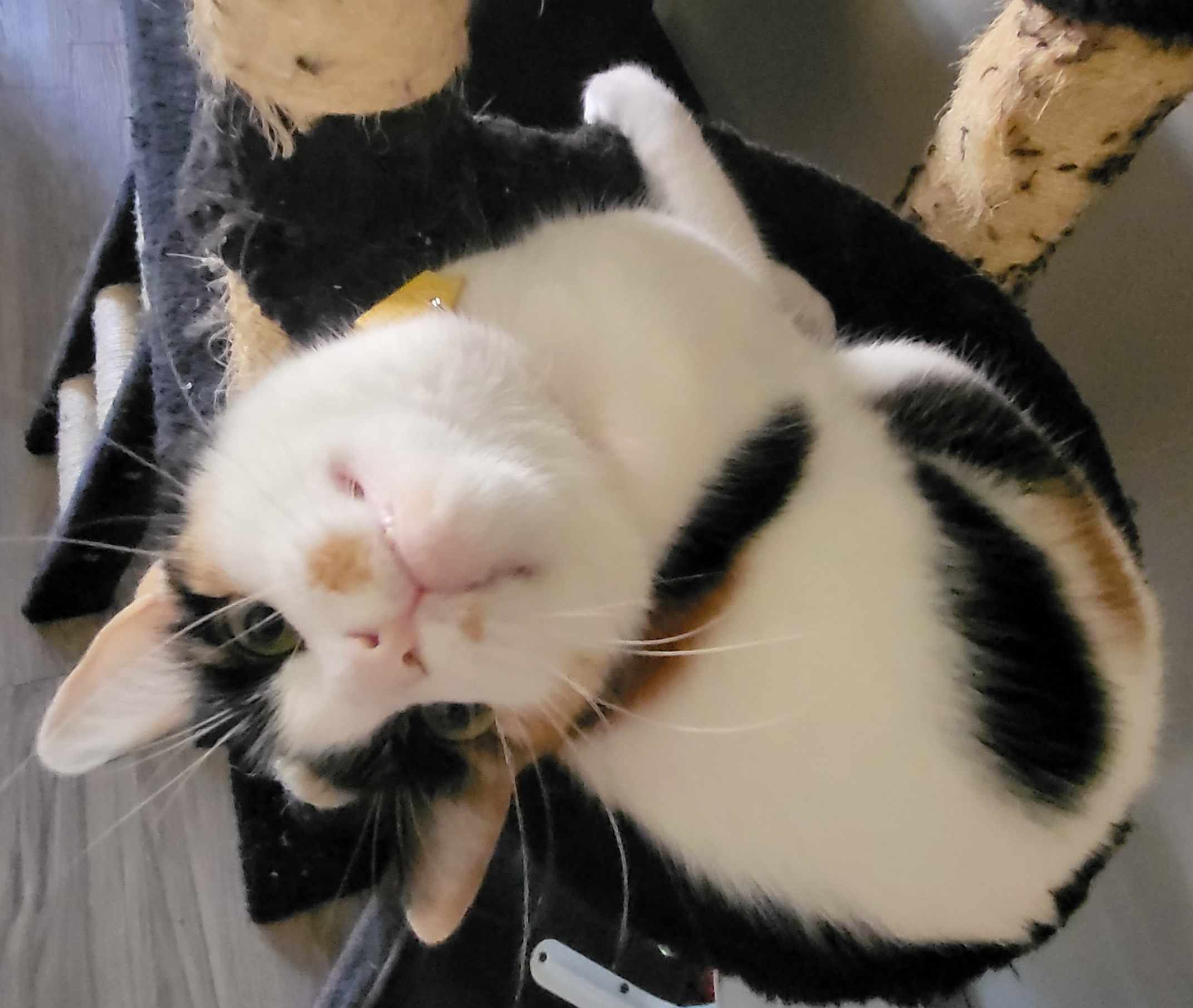 calico cat being cute on scratching tree